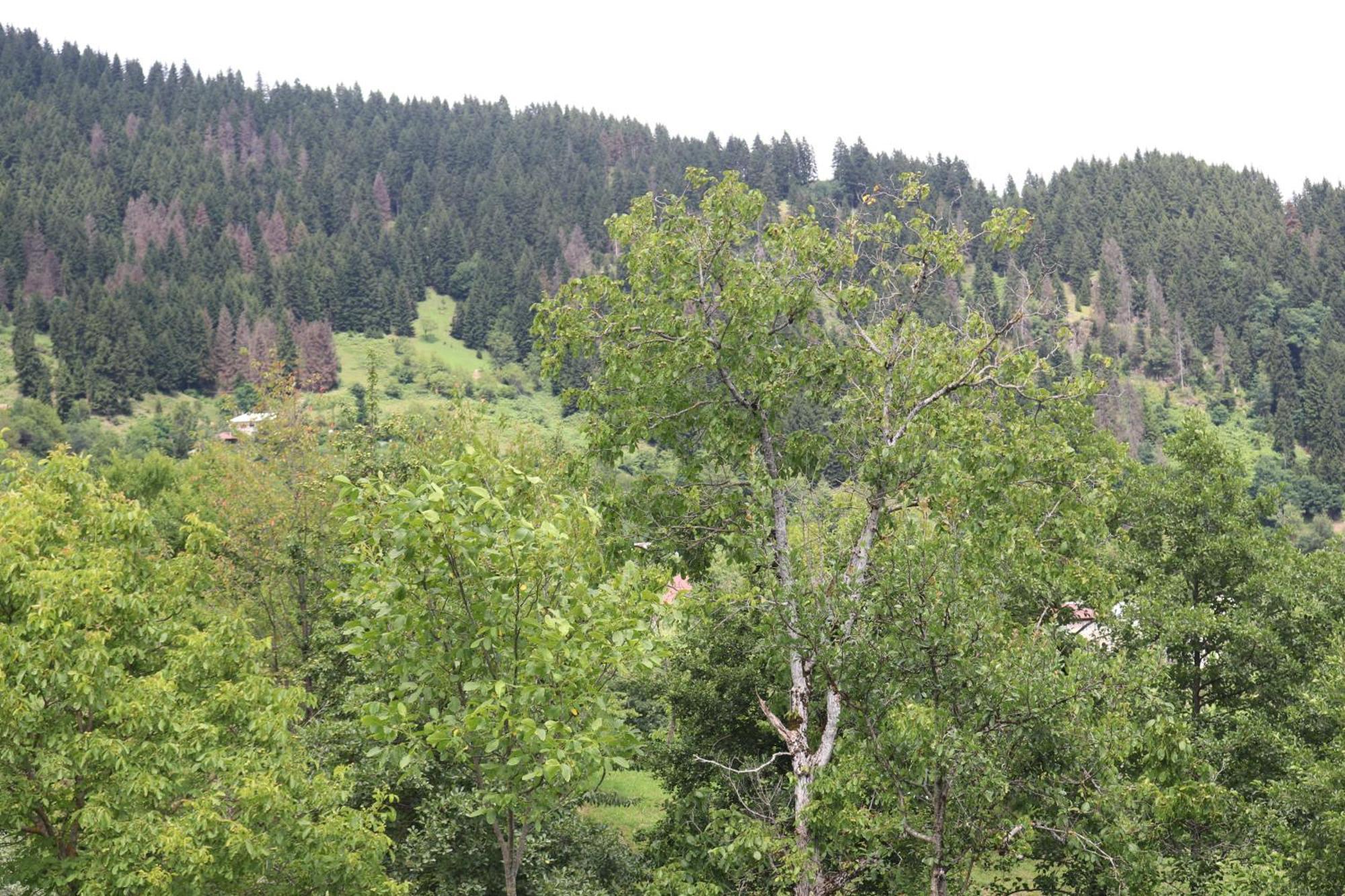 Armazi Hotel Khulo Kültér fotó